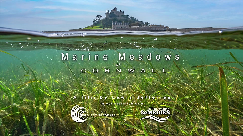 Marine Meadows Cornwall